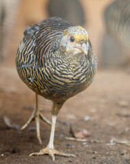 A chicken is standing on the ground