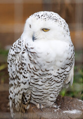 A white owl with yellow eyes is sitting on a rock
