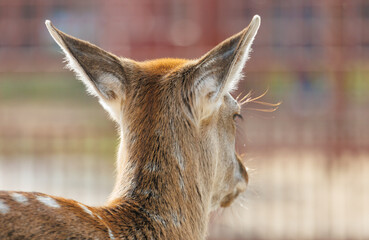 Obraz premium A deer with brown ears and a white spot on its head