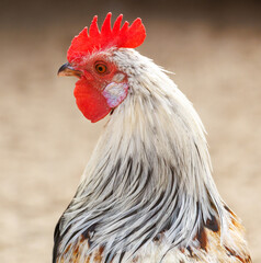 A rooster with a red beak and white feathers