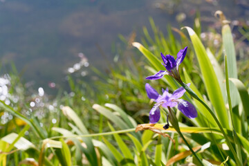 Iris Tectorum Macro with Delicate Petals and Soft Bokeh