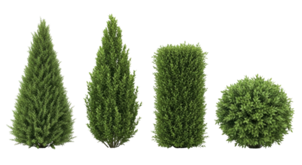 Four green trees in different shapes transparent background cutout png