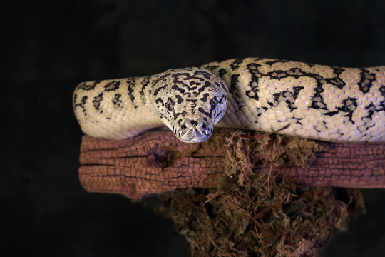 a studio portrait of a carpet python, Morelia spilota, as it looks directly at the camera. Taken against a dark background which has space for text copy