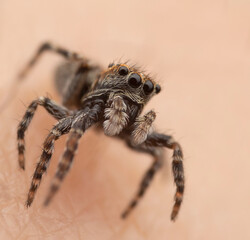 Close-up of a jumping spider on human skin, showcasing its eyes and fur texture
