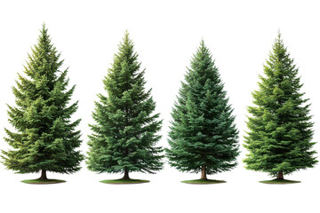 Serene Evergreen Trees A Natural Forest Display with Towering Pines and Peaceful Green Scenery in