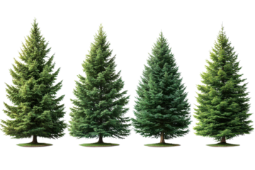 Serene Evergreen Trees A Natural Forest Display with Towering Pines and Peaceful Green Scenery in