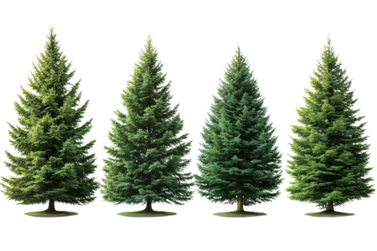 Serene Evergreen Trees A Natural Forest Display with Towering Pines and Peaceful Green Scenery in