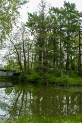Calm nature scene. Green bank of pond with reflection of trees in water. Spring or summer landscape, fresh greenery, relaxation, ecology, countryside.