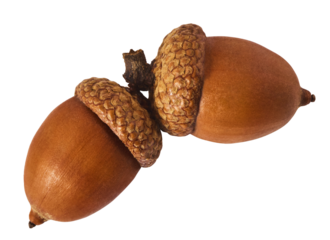 Dried Acorn isolated on white background