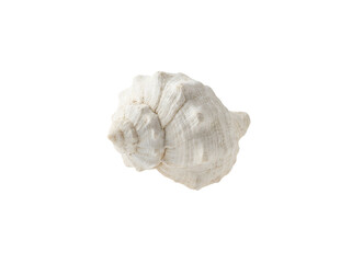 Fototapeta premium Close-up of a seashell with intricate textures and natural patterns on a transparent background