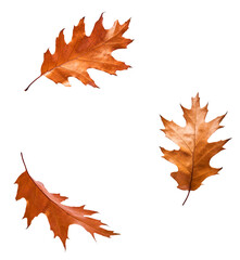dried autumn leaves falling in the air isolated