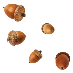 Dried Acorn falling in the air isolated on white background