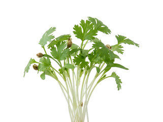 Fototapeta premium Fresh Coriander Microgreens Growing Healthy and Vibrant. isolated on transparent background