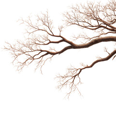 Realistic Bare Branch Transparent Background Illustration