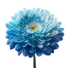 Stunning Blue Gerbera Daisy with Soft Layers for Floral Enthusiasts