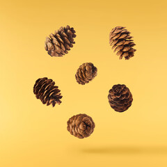 Dried pine cones falling in the air isolated on yellow background