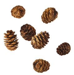 Dried pine cones falling in the air isolated on white background