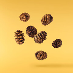 Dried pine cones falling in the air isolated on yellow background