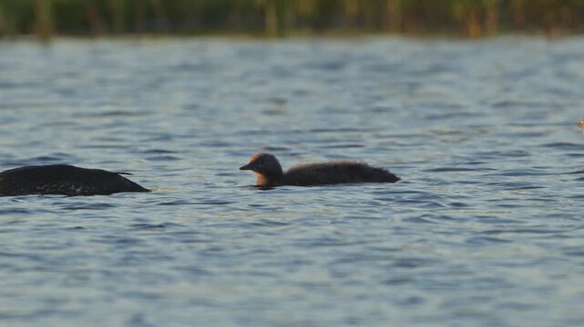 Slow motion shot of red throated diver chick swimming with adults on calm river in gentle evening shade