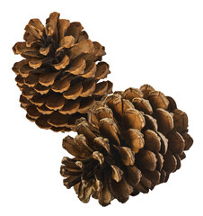 Dried pine cones falling in the air isolated on white background