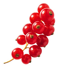Fresh Ripe Red Currant berries falling in the air isolated on white background