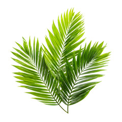 Vibrant Green Palm Tree Leaves on White Background