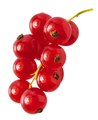 Fresh Ripe Red Currant berries falling in the air isolated on white background