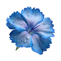 Blue Flower With Water Droplets on White Background - Professional Botanical Photography