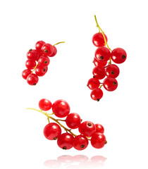 Fresh Ripe Red Currant berries falling in the air isolated on white background