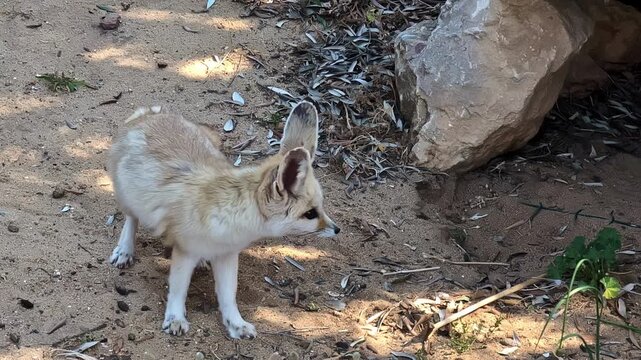 Fennec fox, the smallest canid on Earth, seen at Attica Zoological Park