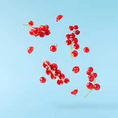 Fresh Ripe Red Currant berries falling in the air isolated on blue background