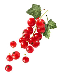 Fresh Ripe Red Currant berries falling in the air isolated on white background