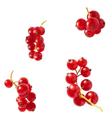 Fresh Ripe Red Currant berries falling in the air isolated on white background