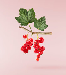 Fresh Ripe Red Currant berries falling in the air isolated on pink background