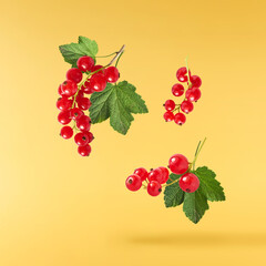 Fresh Ripe Red Currant berries falling in the air isolated on yellow background
