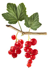 Fresh Ripe Red Currant berries falling in the air isolated on white background