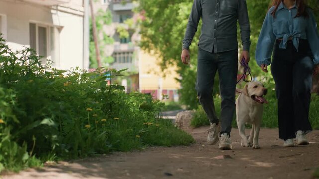 dog beside relaxed owners, serene walk through shaded city trail, joyful labrador accompanied by owners on leafy pathway, urban neighborhood scene with couple and their cheerful dog