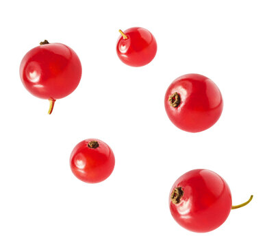 Fresh Ripe Red Currant berries falling in the air isolated on white background
