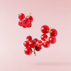 Fresh Ripe Red Currant berries falling in the air isolated on pink background