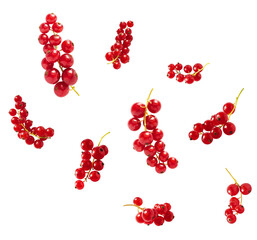 Fresh Ripe Red Currant berries falling in the air isolated on white background