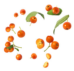 Fresh ripe ashberry falling in the air isolated on white background