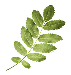 Fresh green ashberry leaves falling in the air isolated on white background