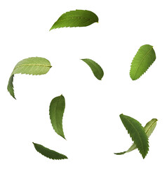 Fresh green ashberry leaves falling in the air isolated on white background
