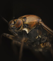 Close-up of a fly on a dark background, showcasing intricate details and textures. Marco photography 
