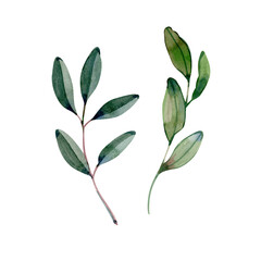 Watercolor illustration of two elegant olive branches with green leaves. Natural botanical element perfect for design, decor, packaging, invitations, logos, and Mediterranean-themed projects.