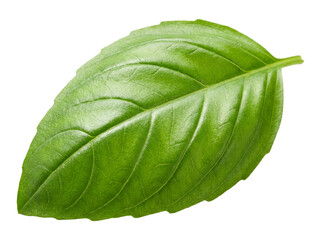 Obraz premium Single Green Basil Leaf Isolated on White Background. isolated on transparent background