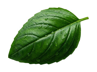 Obraz premium Single Green Basil Leaf with Water Droplets Close Up. isolated on transparent background