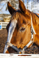Obraz premium Photo of beautiful horses on a farm, grazing or walking in the pasture. Soft natural light, detailed view of coats, mane, and movement. 