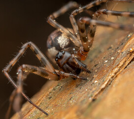 Close-up of a spider on a wooden surface, highlighting its legs and body features
