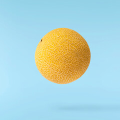 Fresh ripe Galia Melon falling in the air isolated on blue background